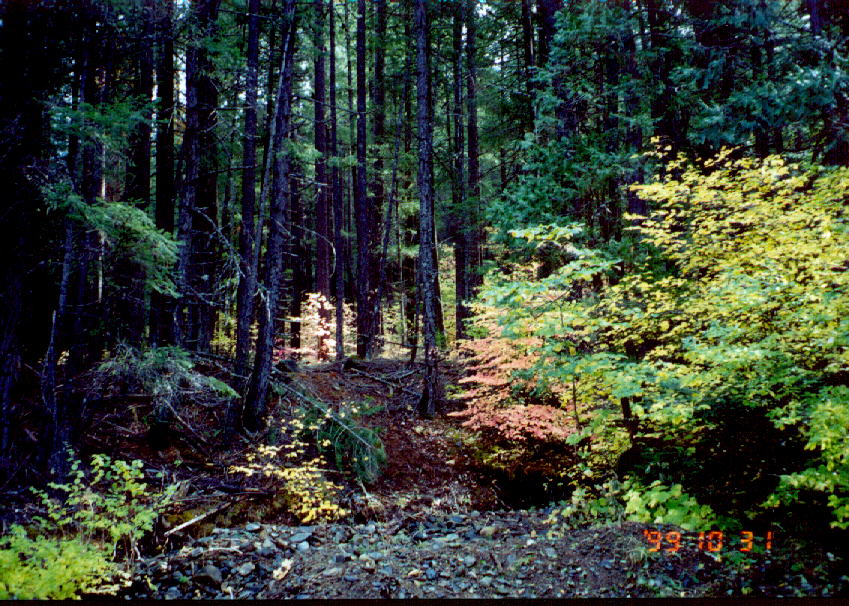 Shasta
-Trinity Forest